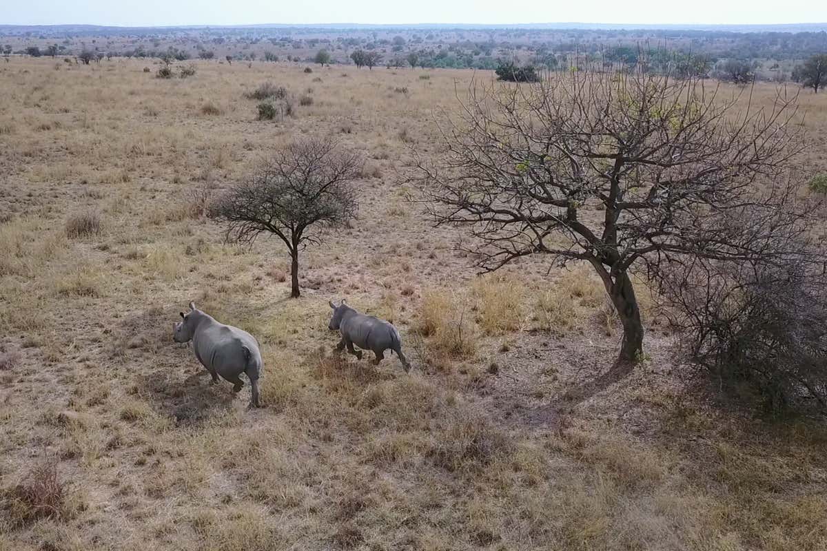 [Science] Drones could be used to herd rhinos away from poaching hotspots – AI