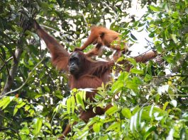 [Science] Orangutan mothers tell infants where to go by scratching themselves – AI