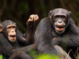 [Science] Chimps bond with each other and people after watching a film together – AI