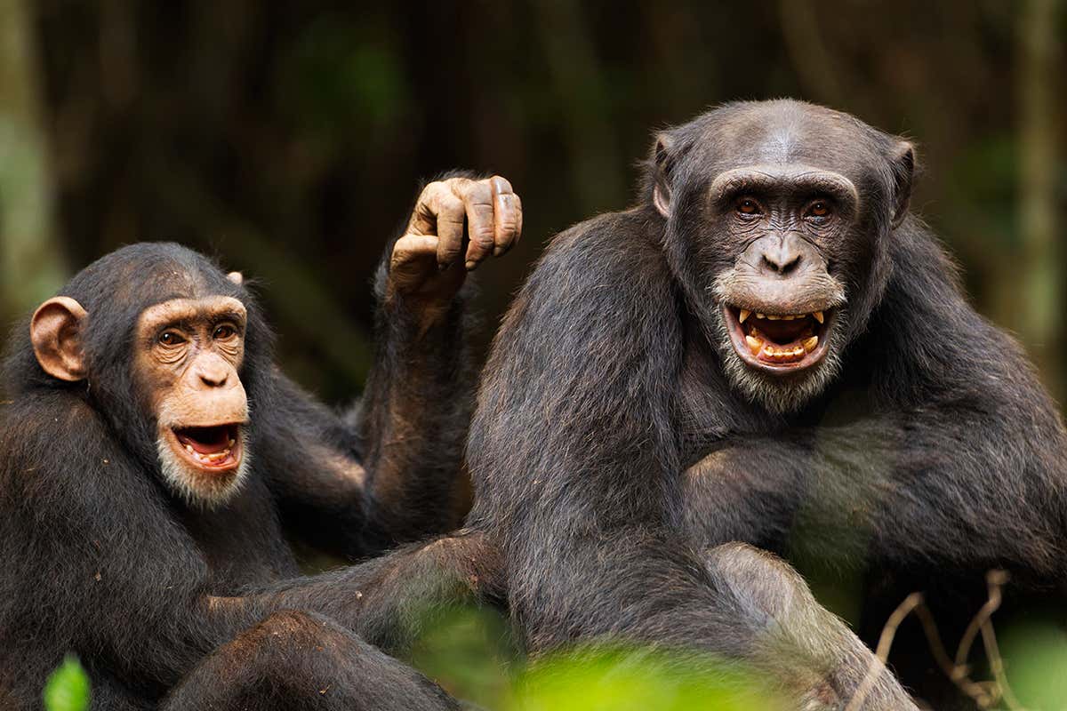 [Science] Chimps bond with each other and people after watching a film together – AI