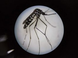 [Science] Parasite brings down mosquito numbers in parts of Guangzhou – AI