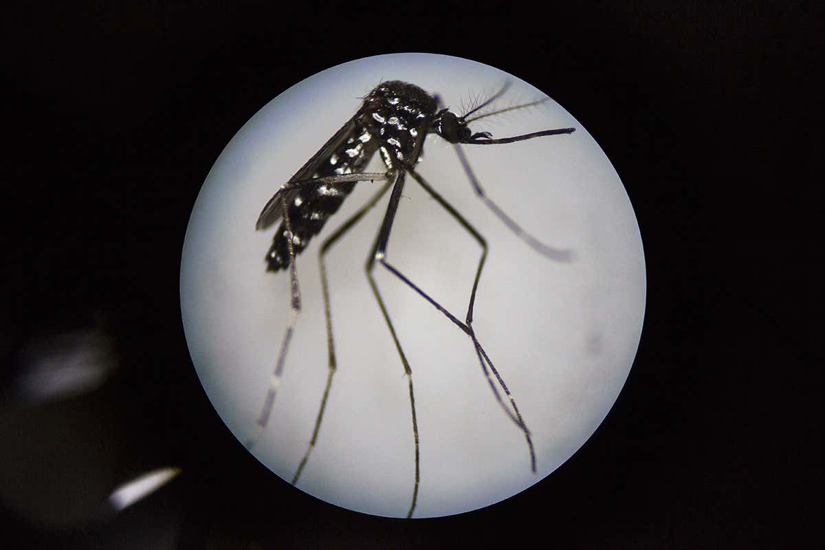 [Science] Parasite brings down mosquito numbers in parts of Guangzhou – AI