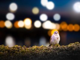 [Science] Light pollution’s effects on birds may help to spread West Nile virus – AI