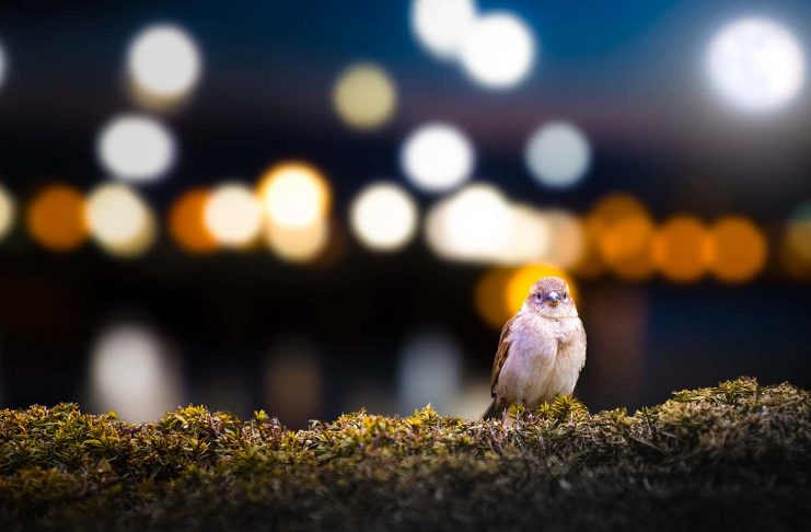 [Science] Light pollution’s effects on birds may help to spread West Nile virus – AI