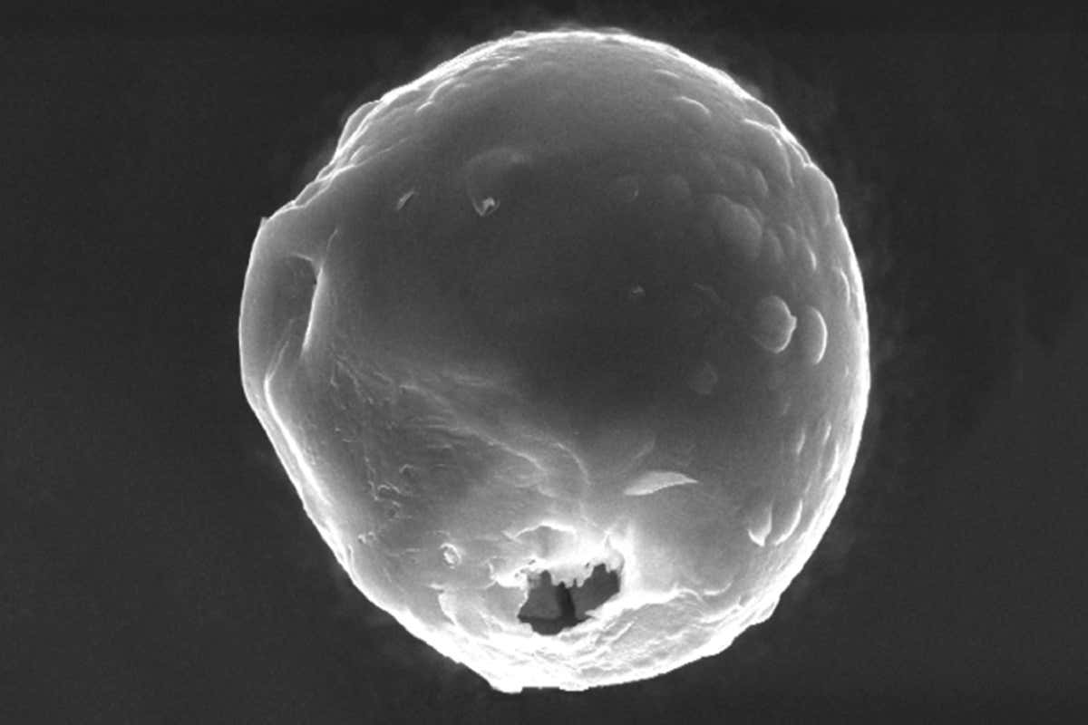 [Science] Tiny drug-filled capsules motor around the body to target cancer cells – AI