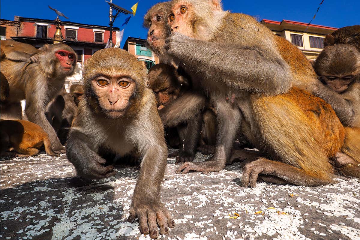 [Science] Macaques really can use logical reasoning to solve puzzles – AI