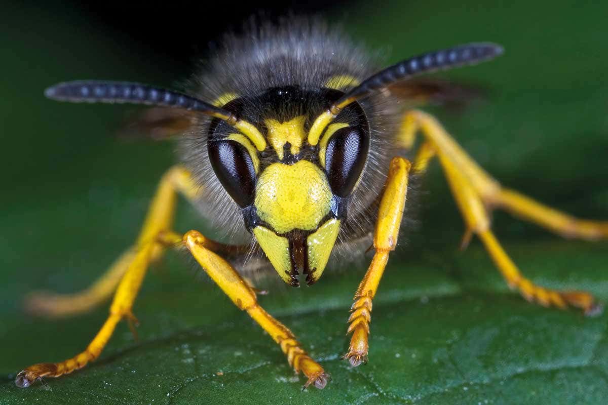 [Science] Wasps are shrinking in size and it may be because of climate change – AI