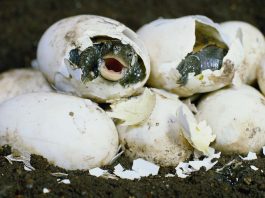 [Science] Turtle embryos may control their sex by moving inside their eggs – AI