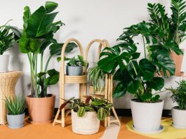 [NEWS] Bloomscape raises $7.5M to sell you plants of all sizes – Loganspace