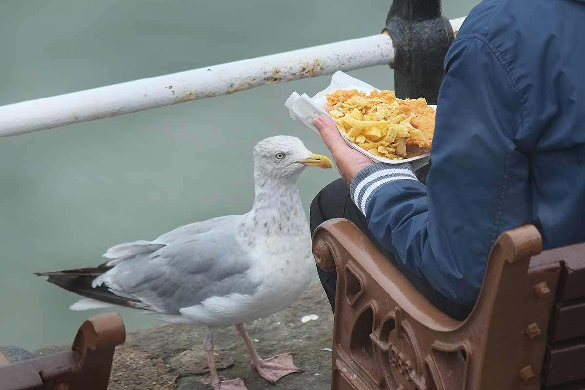 [Science] Staring down seagulls can stop them stealing your chips – AI