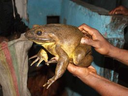 [Science] World’s largest frog builds its own ponds using heavy rocks – AI