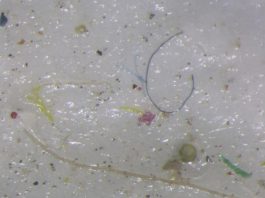 [NEWS] ‘Punch in the gut’ as scientists find micro plastic in Arctic ice – Loganspace AI