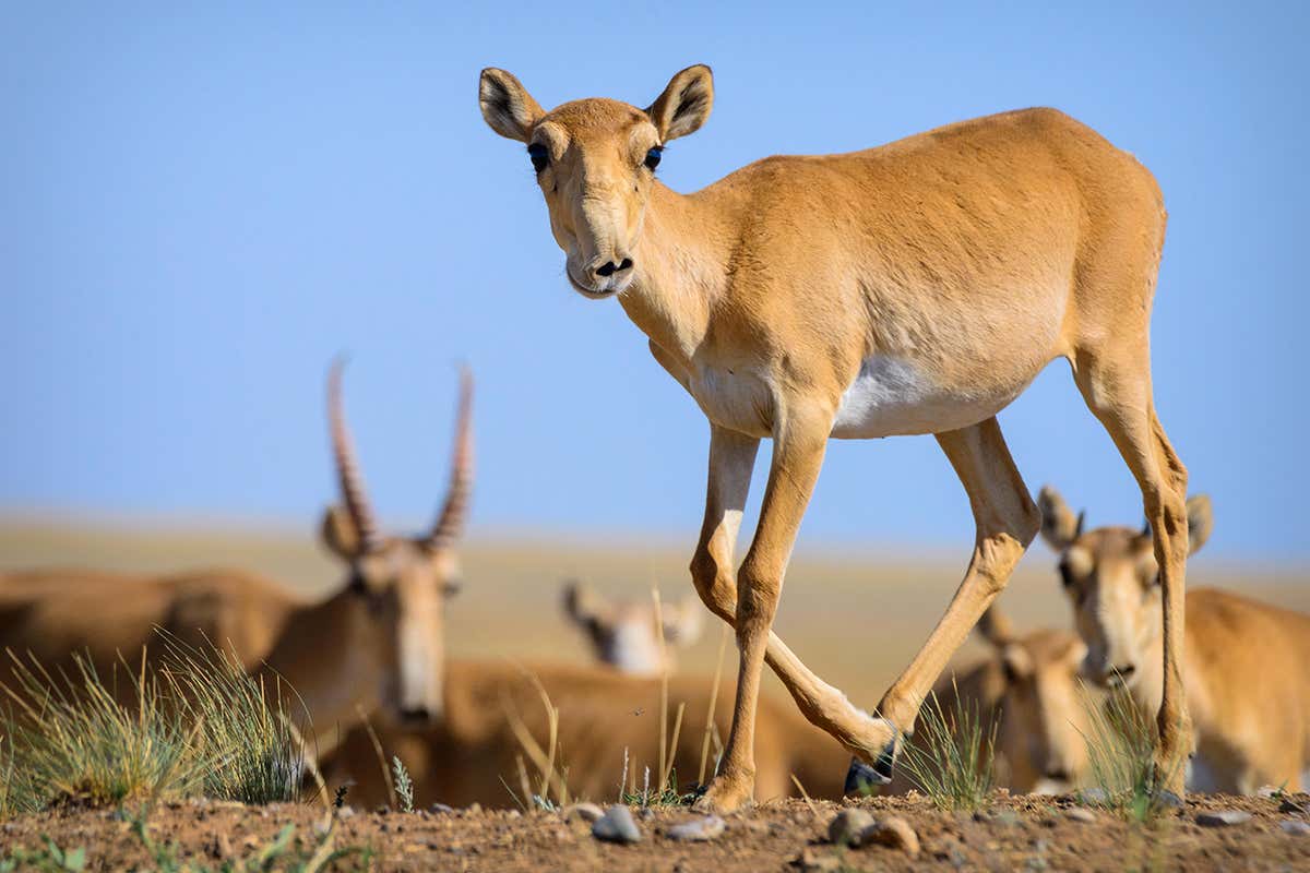 [Science] Wildlife summit to consider global ban on saiga antelope trade – AI
