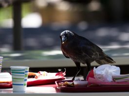 [Science] City crows may have high cholesterol because they eat fast food – AI