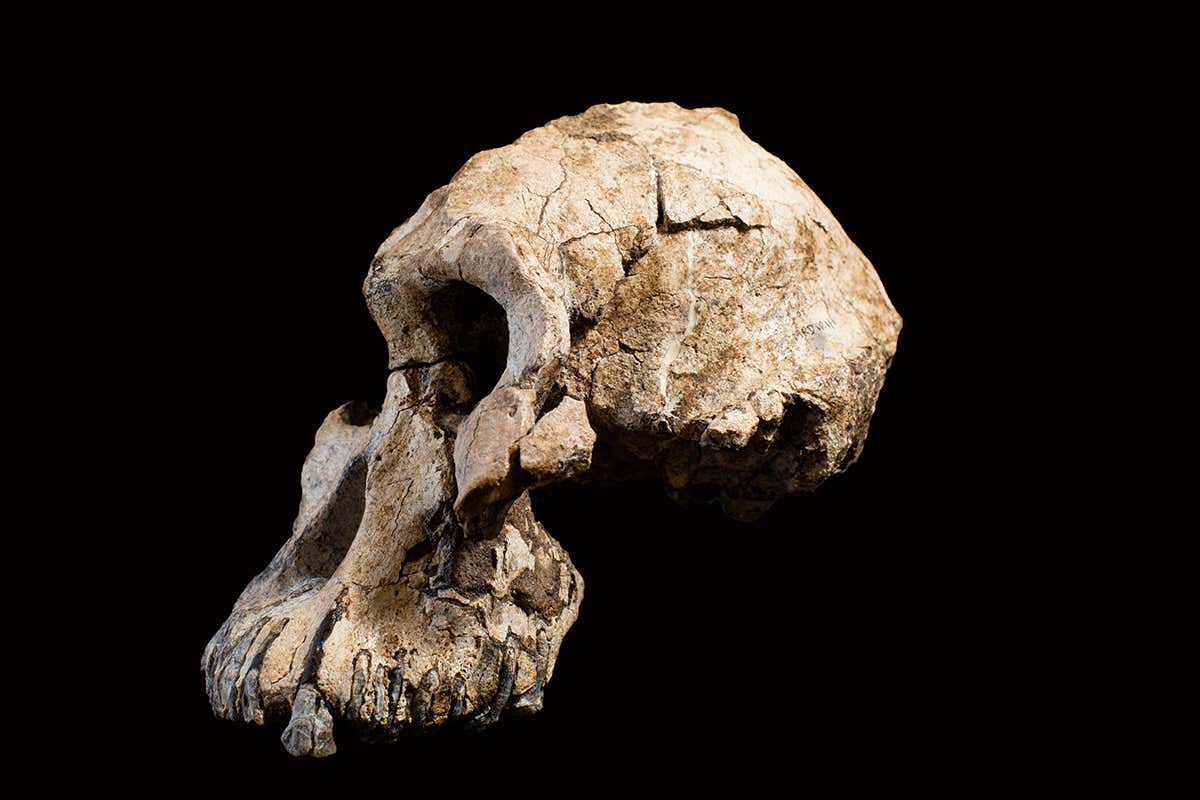 [Science] We’ve finally found a skull from one of our most important ancestors – AI