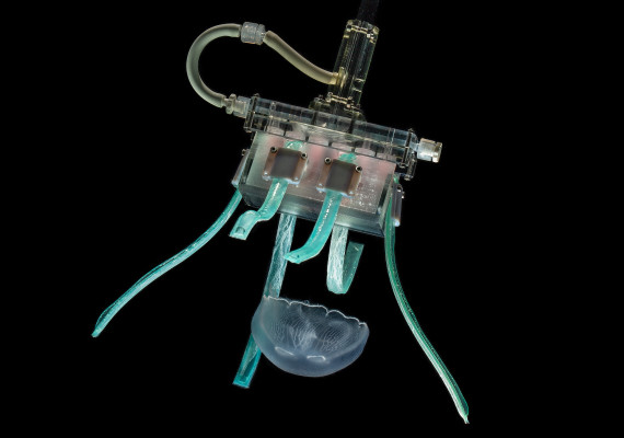 [NEWS] Softly, softly, catchy jelly: This ‘ultragentle’ robotic gripper collects fragile marine life – Loganspace