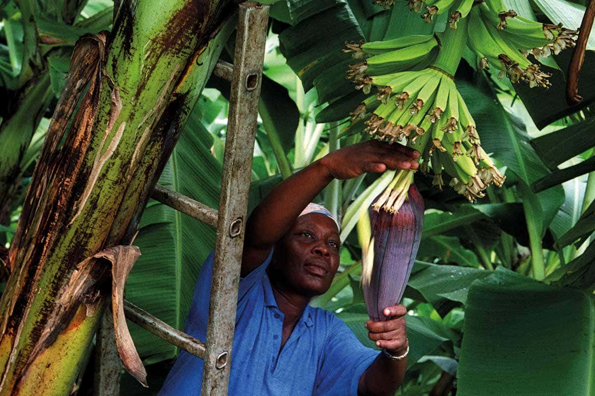 [Science] Bananas have benefited from climate change – but they won’t in future – AI
