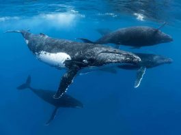 [Science] We can tell where a whale has travelled from the themes in its song – AI