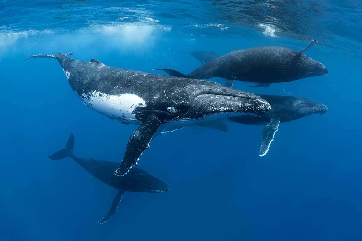 [Science] We can tell where a whale has travelled from the themes in its song – AI