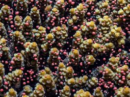 [Science] Coral reefs are now spawning out of sync and might fail to reproduce – AI
