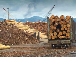 [Science] Logging study reveals huge hidden emissions of the forestry industry – AI
