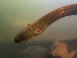 [Science] Two new species of electric eel come as a shock to biologists – AI