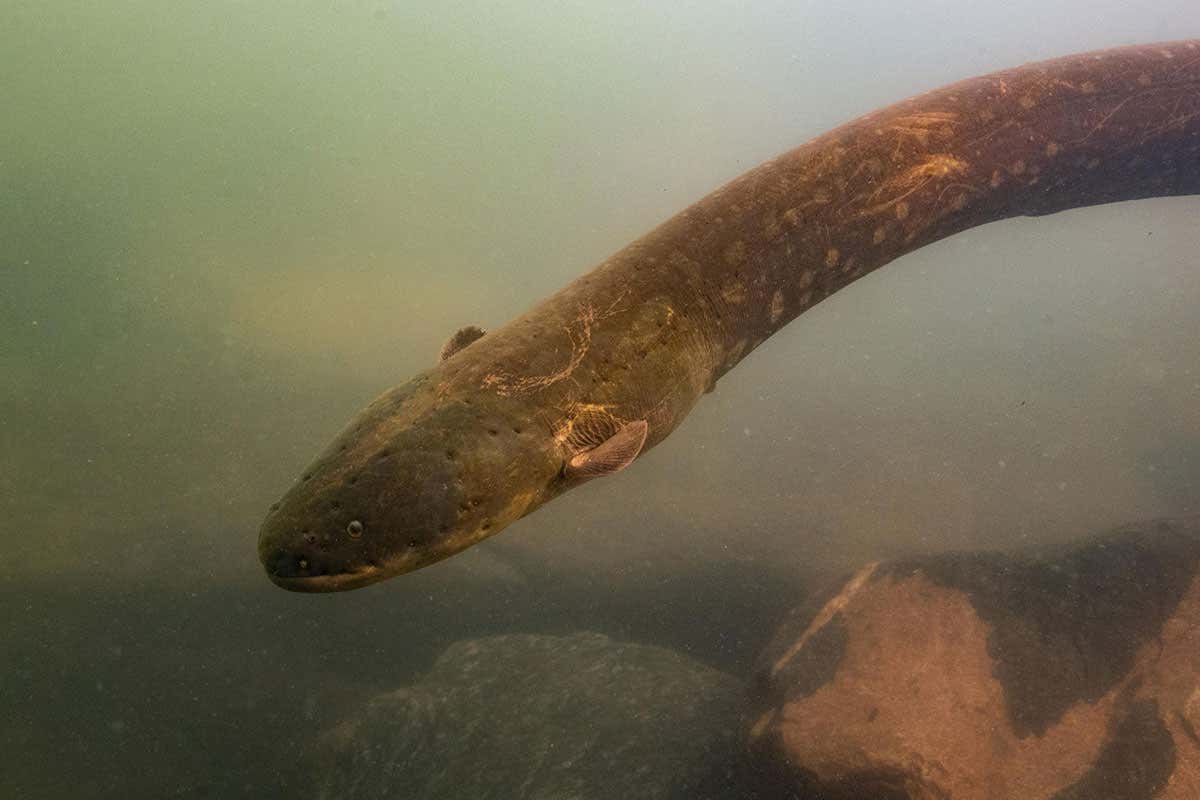 [Science] Two new species of electric eel come as a shock to biologists – AI