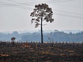 [Science] Why are countries failing on their promise to stop deforestation? – AI