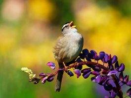 [Science] Decline of migrating birds could be partly due to pesticides – AI