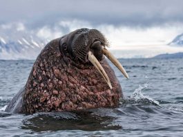 [Science] Vikings probably hunted Iceland’s walruses to extinction for ivory – AI