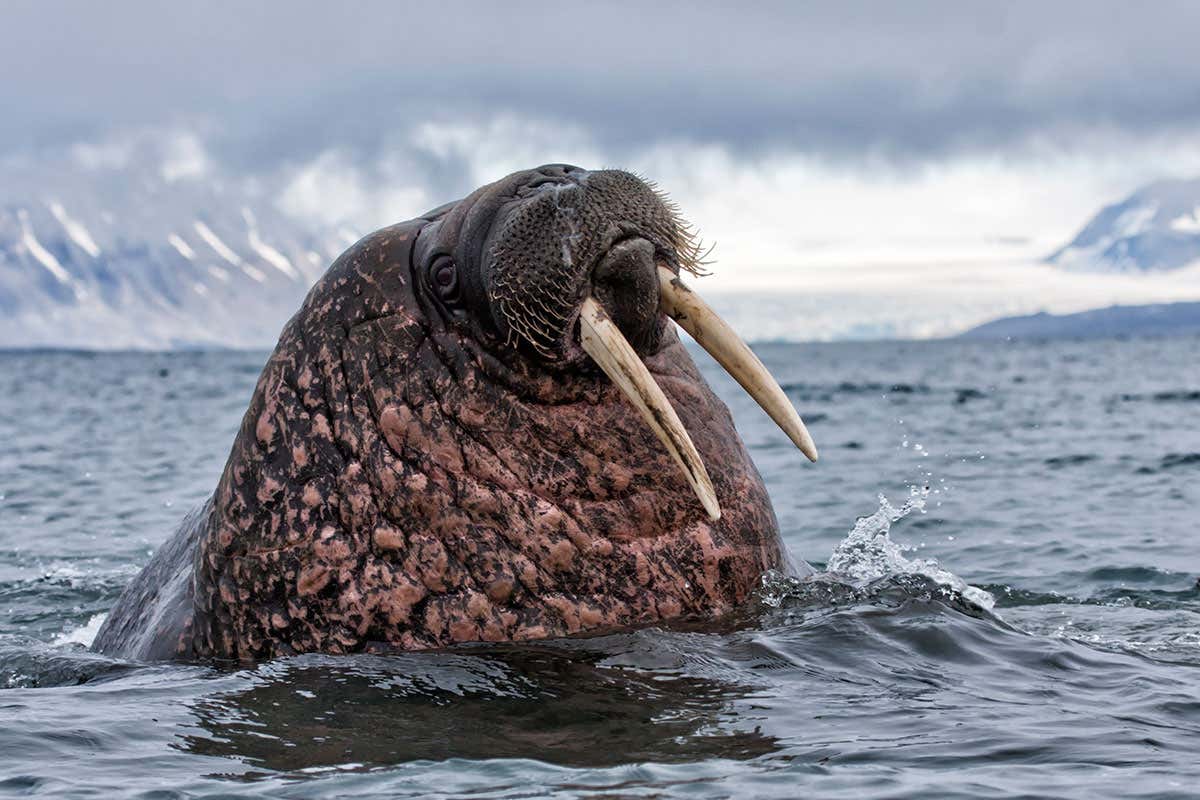[Science] Vikings probably hunted Iceland’s walruses to extinction for ivory – AI