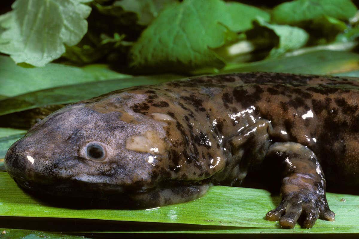 [Science] New species of giant salamander is the world’s largest amphibian – AI