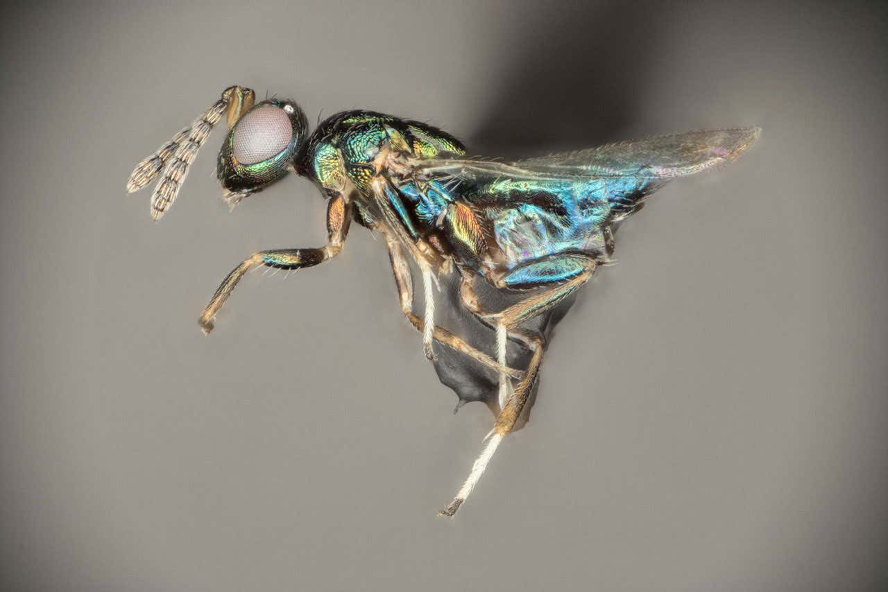 [Science] Crypt-keeper wasps can control the minds of 7 other species of wasp – AI
