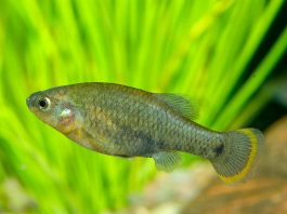 [Science] Home aquarium hobbyists are helping save 30 rare fish from extinction – AI