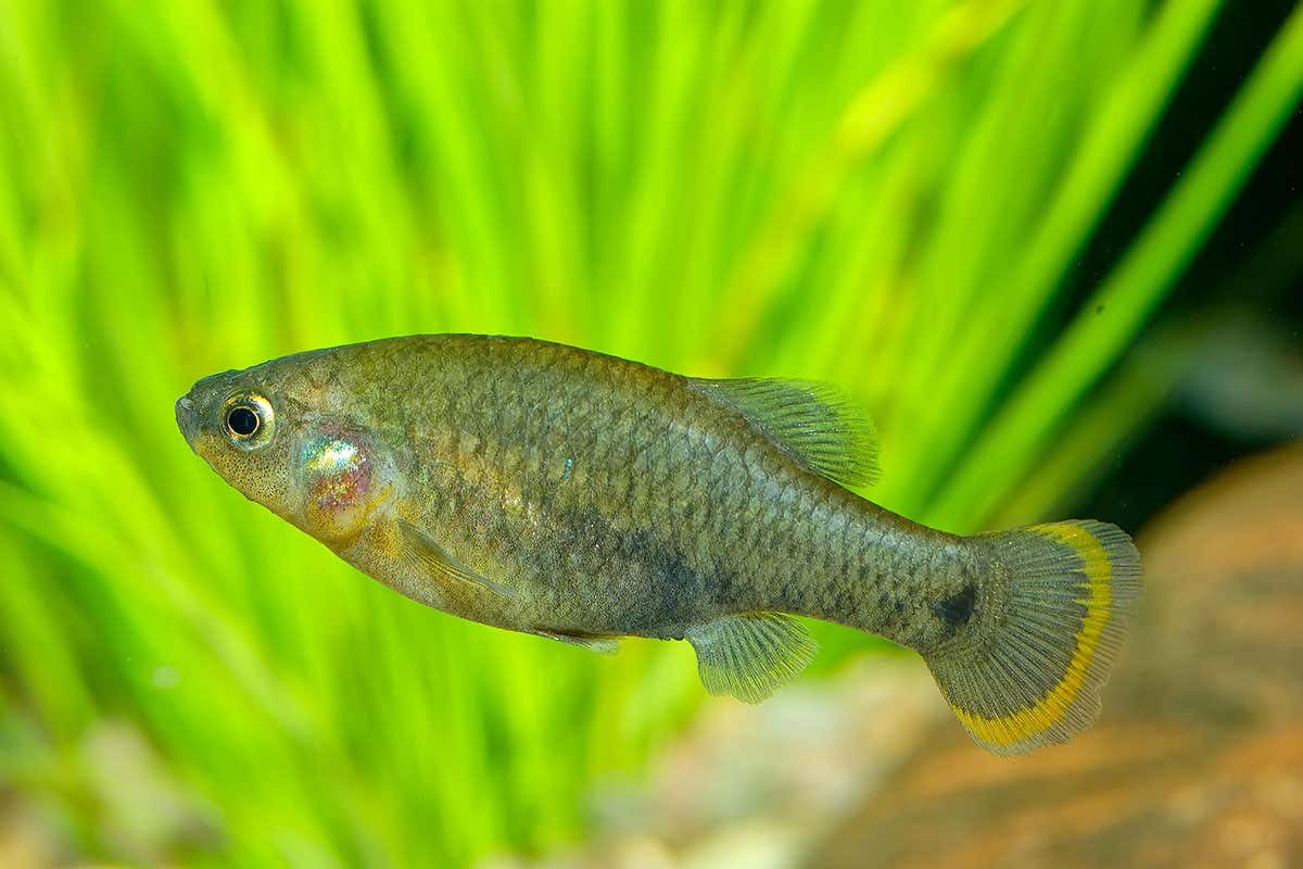 [Science] Home aquarium hobbyists are helping save 30 rare fish from extinction – AI