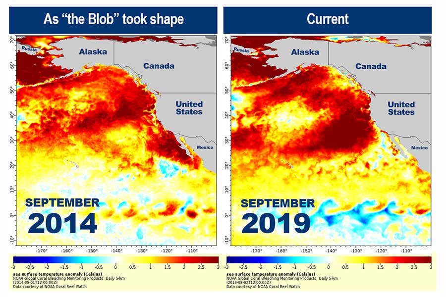 [Science] Return of warm water ‘blob’ in the Pacific threatens marine life – AI