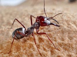 [Science] Desert ant runs so fast it covers 100 times its body length per second – AI