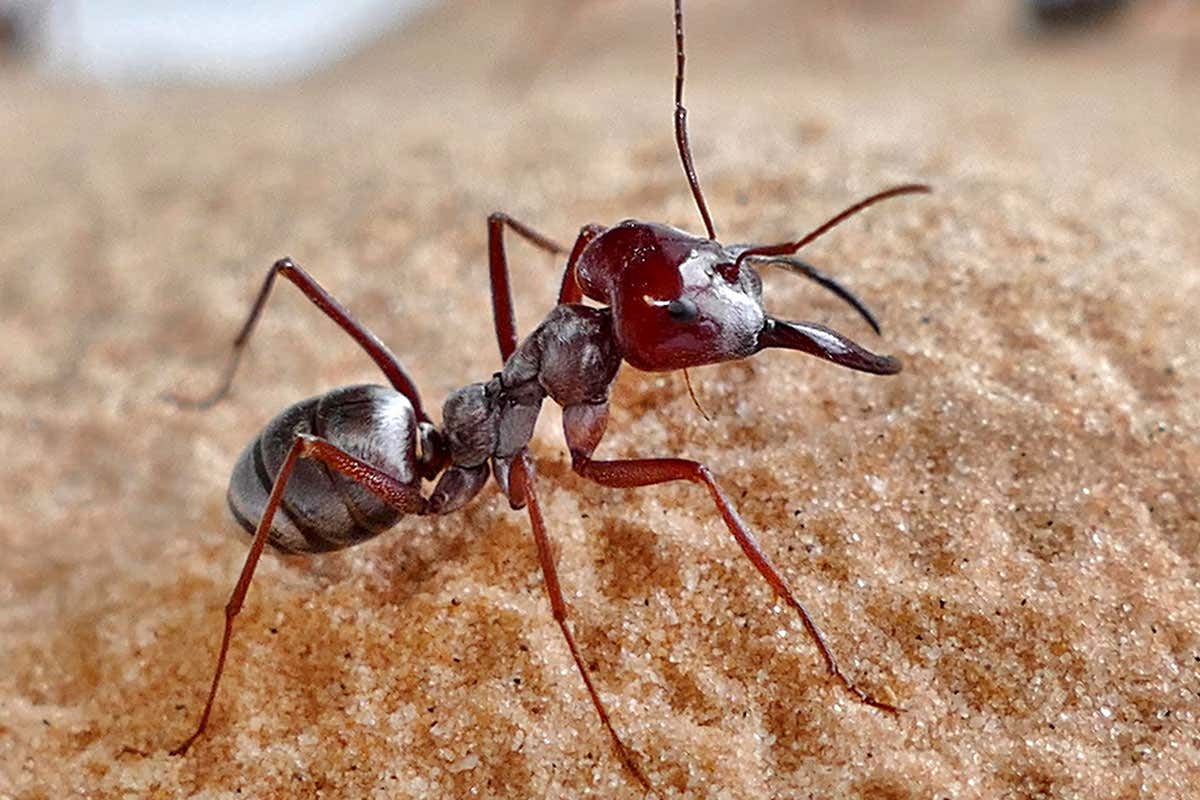[Science] Desert ant runs so fast it covers 100 times its body length per second – AI