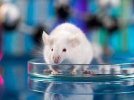 [Science] Early mouse fetuses generated without sperm or eggs for first time – AI