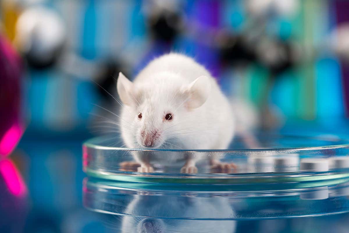 [Science] Early mouse fetuses generated without sperm or eggs for first time – AI
