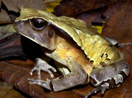 [Science] Giant toad looks and acts like a venomous snake to scare off predators – AI