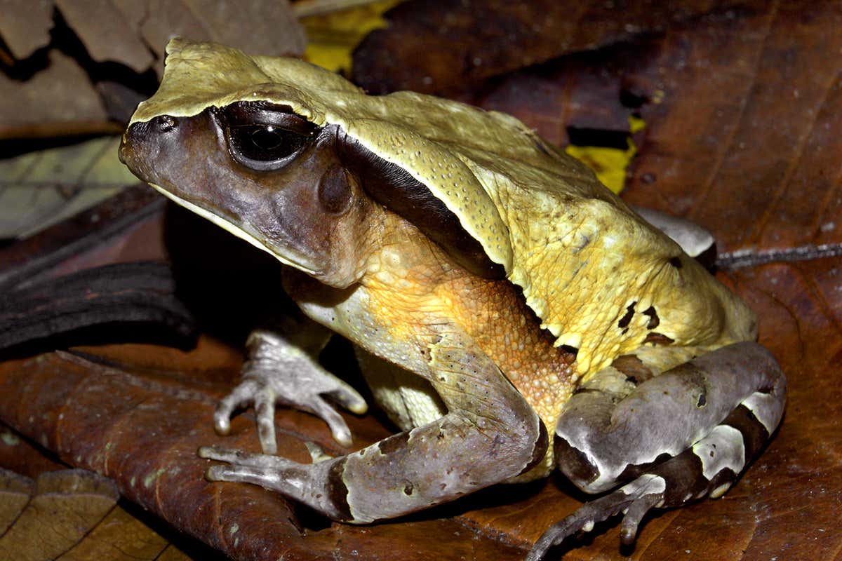 [Science] Giant toad looks and acts like a venomous snake to scare off predators – AI