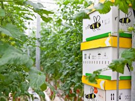 [Science] Farmed bees are mating with native bees – and that could endanger them – AI