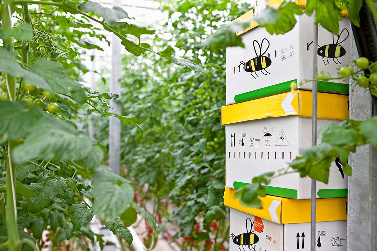 [Science] Farmed bees are mating with native bees – and that could endanger them – AI